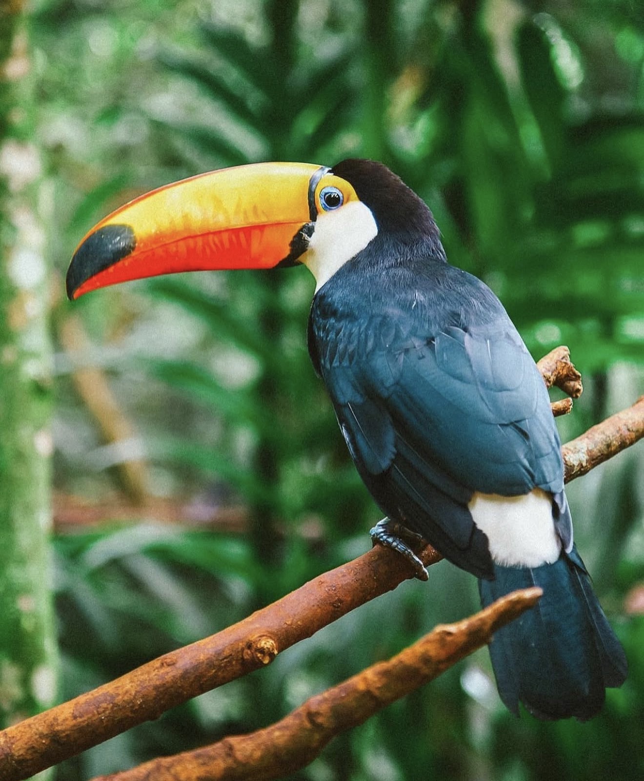 Le toucan, emblème latin de La Musa